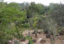 Arboretum d’Ambatobe