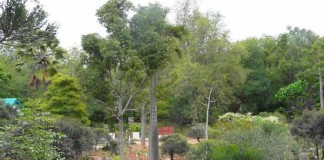 Arboretum d’Ambatobe